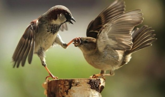 political argument