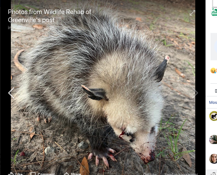 Hilton Head opossum