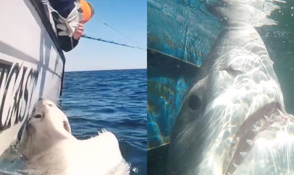 Hilton Head Great White Shark