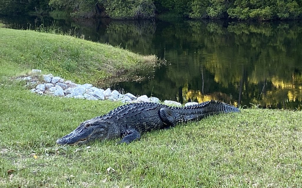 alligator