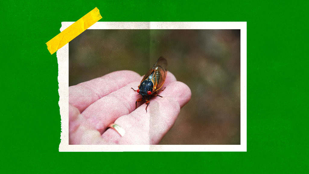 Cicada on a hand.