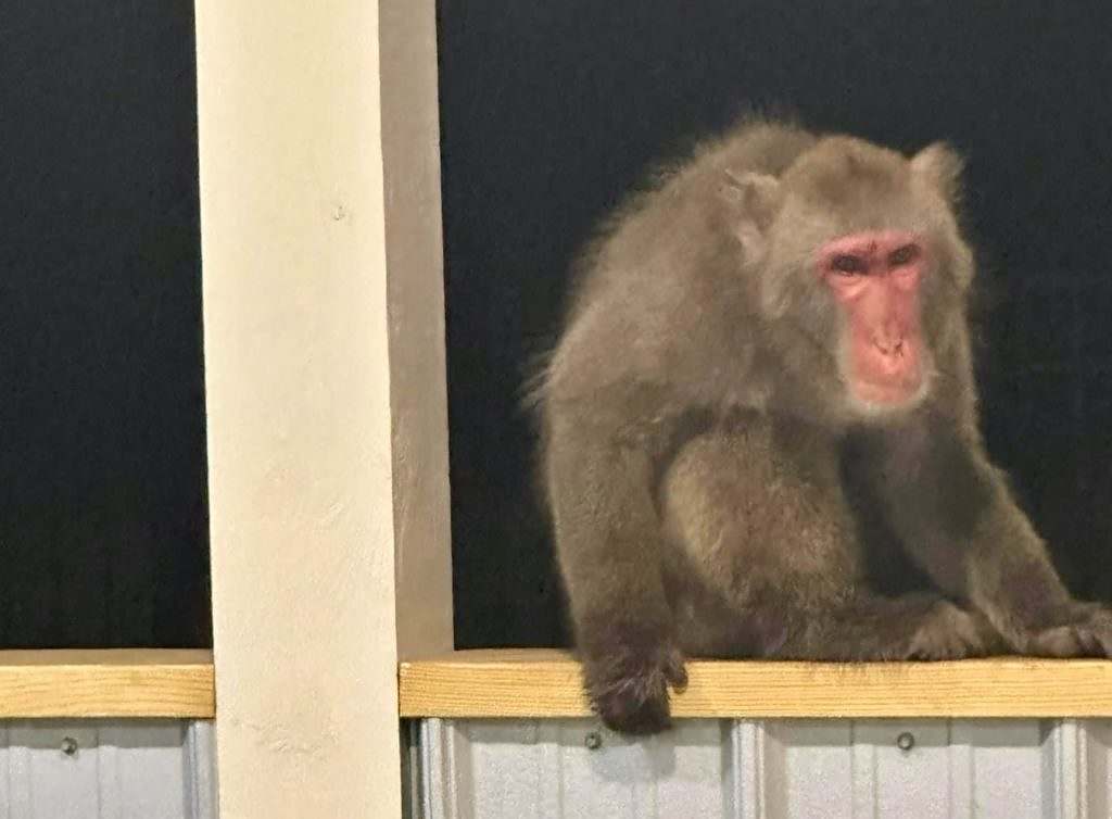 Missing Macaque